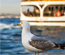 Organisez votre voyage en ferry